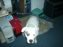 tasha_20211128_1501989018